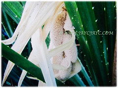Small, fragrant and short-lived male flowers of Pandanus tectorius (Tahitian Screwpine, Thatch/Textile Screwpine, Tourist Pineapple, Hala, Screw Pine, Mengkuang Laut/Duri in Malay), 12 Oct 2017