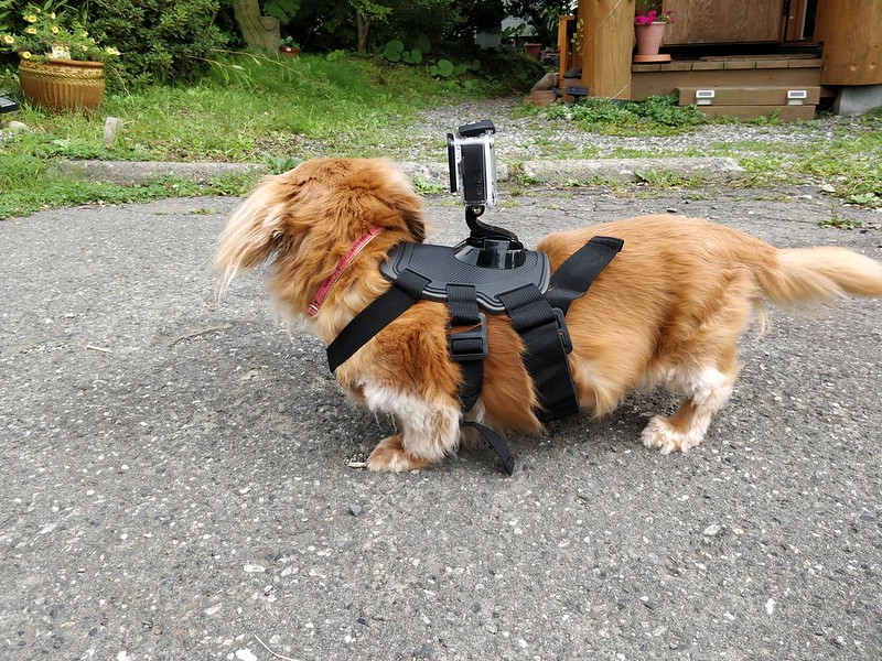 犬にGoProを装着する一番簡単な方法 | GEEK – KAZU