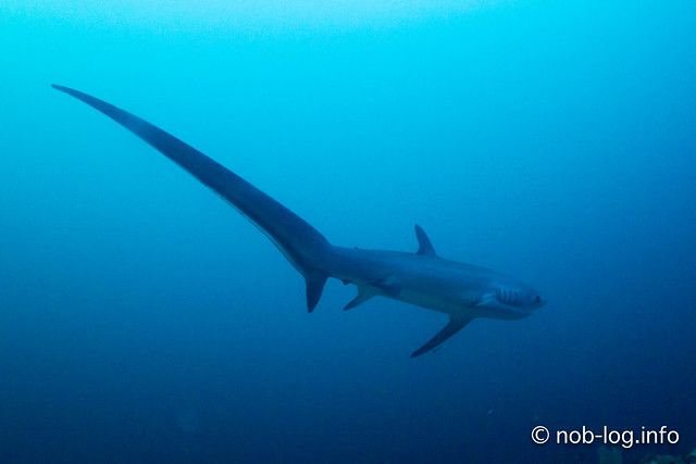 Thresher Shark