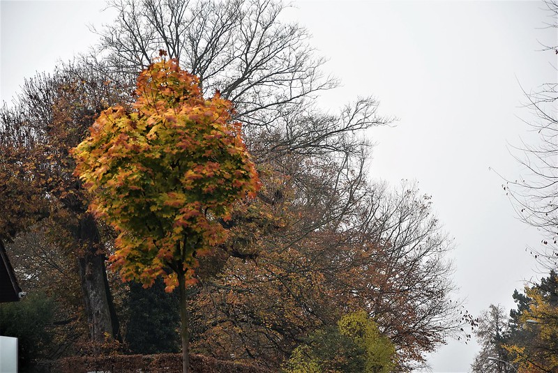 Autumn Trees 25.10 (1)