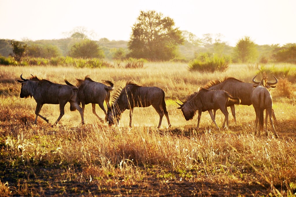 Safari Afrikassa kokemuksia.