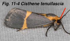 Fig 11-4 Cisthene tenuifascia TX5451615-Lasley