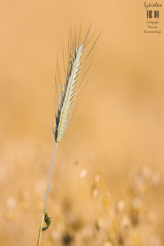 bokeh canon eos 80d canoneos80d eos80d ef 400mm f56l usm canonef400mmf56lusm ef400mmf56lusm summer cereal ear rye poland