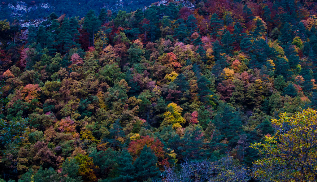 Fall colours 1