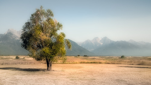 ronan montana usa tree field landscape mountains sky pastel desaturated mountain grass