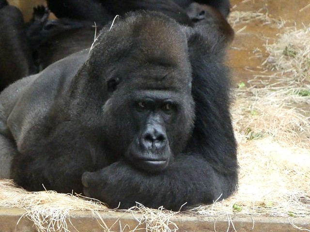 Gorilla Buzandi, Zoo Hannover