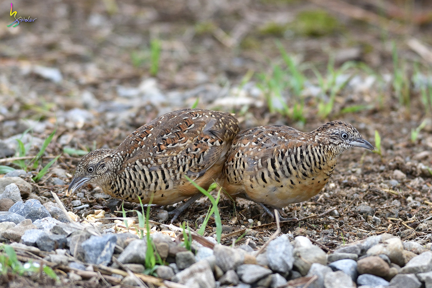 Barred_Buttonquail_3716