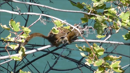 eekhoorn clip squirrel