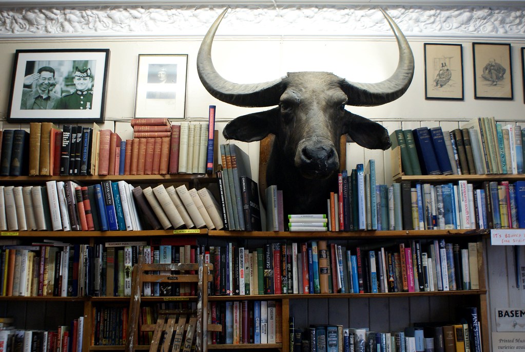 > Clarence, le buffle d'eau (ou ce qu'il en reste) au Edinburgh books à Edimbourg.