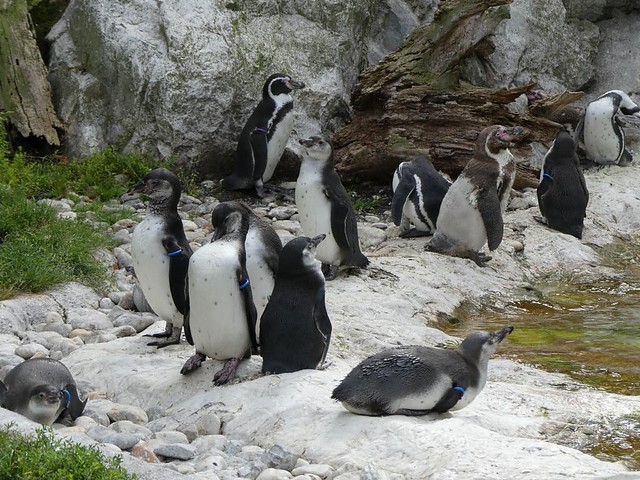 Pinguine, Tiergarten Schönbrunn