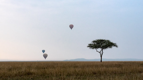 africa acacia sunrise dawn vacation mara porinilioncamp plains morning blue kenya flight gamewatchers maasaimara sky grassland hotairbaloon safari wilderness masai narokcounty ke