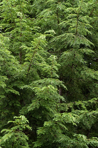 pinales pinaceae tsuga tsugacanadensis hemlock