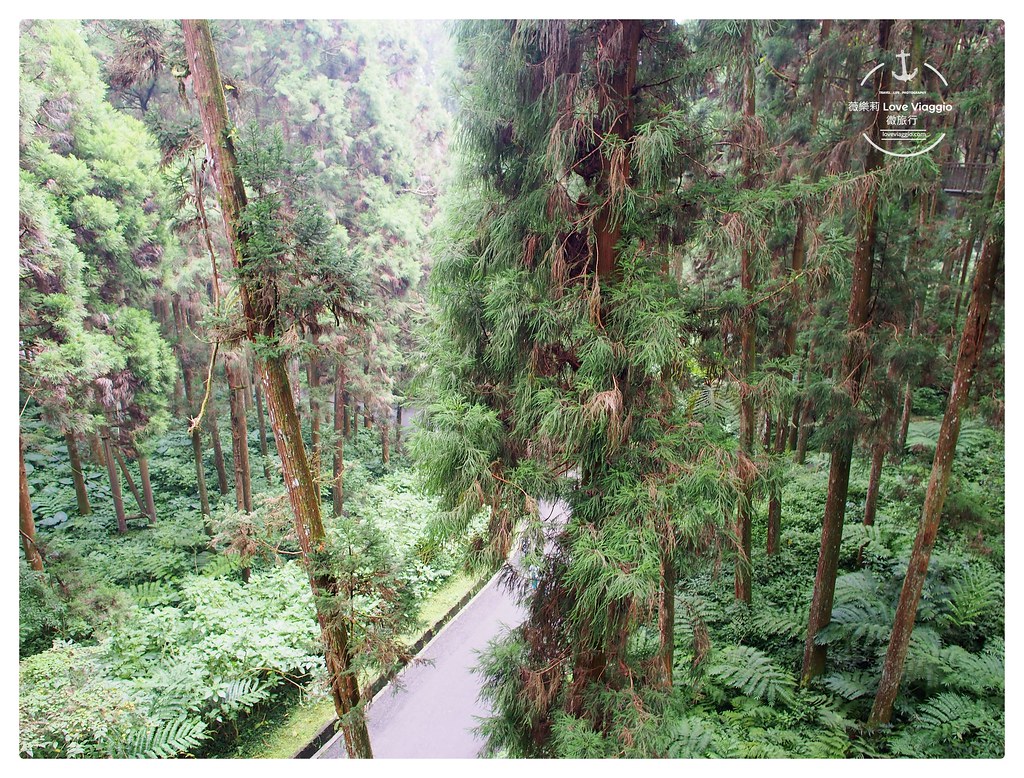 【南投 Nantou】溪頭自然教育園區 穿梭高聳的柳杉樹林 沐浴大自然的芬多精 @薇樂莉 Love Viaggio | 旅行.生活.攝影