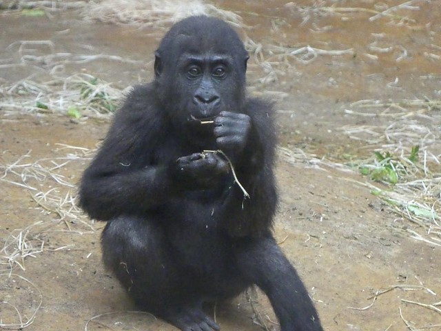Gorilla Anandi, Zoo Hannover