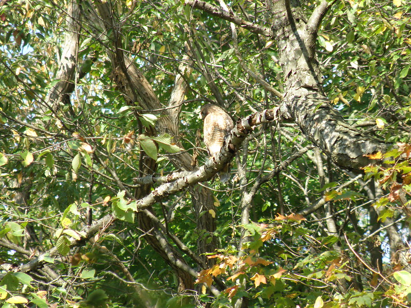 Photo: Red-shouldered Hawk © Penny O'Connor
