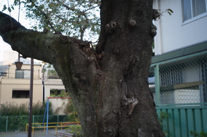 雑司ヶ谷鬼子母神付近の路地の街路樹