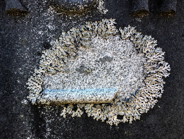 Owls Head lichens