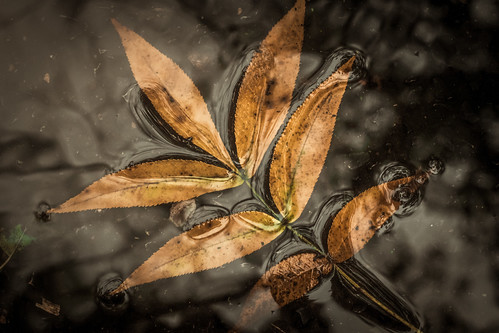 autumn rainyday gloomy fallenleaves puddle ontheroad reflections grit texture fall decay seasonintransition nikond500