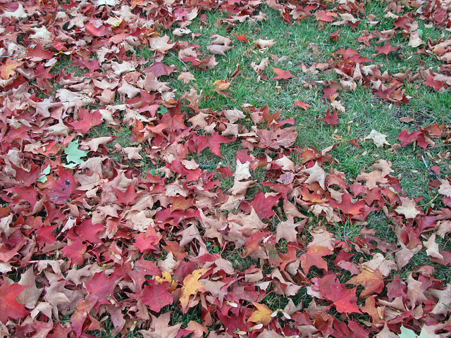 Sugar Maple fall leaves on grass by irieknit