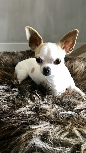 Chihuahua op vachtje