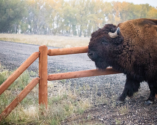 buffalo prairie wildlife events seasons mammal fall colorado outdoors sunrise rockymountainarsenal bison places animal denver unitedstates us