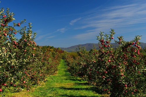 virginia nikond5500 apples orchard autumn