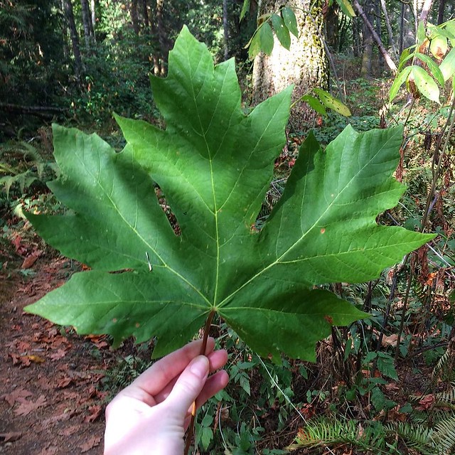 That's a big leaf 🍃
