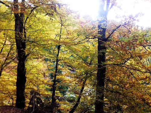 autumn trees nature wildnature colours landscape
