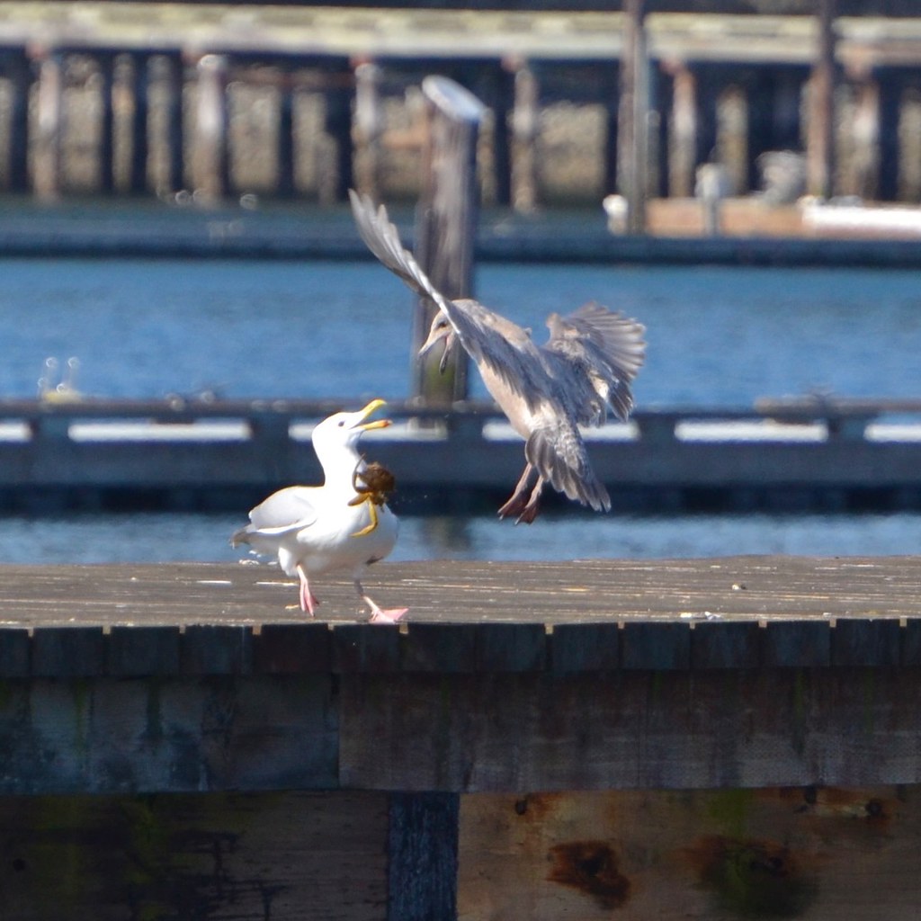 gull fight
