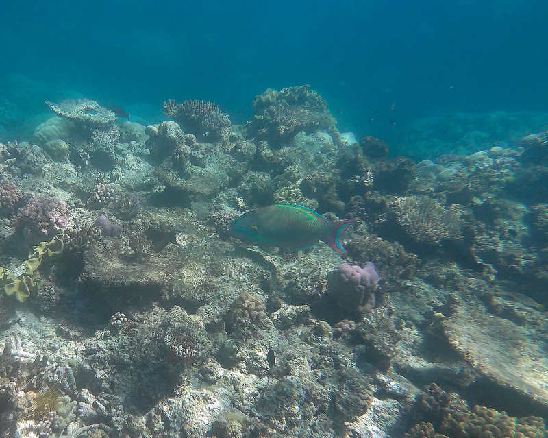 La Gran Barrera de Coral - AUSTRALIA POR LIBRE: EL PAÍS DEL FIN DEL MUNDO (22)