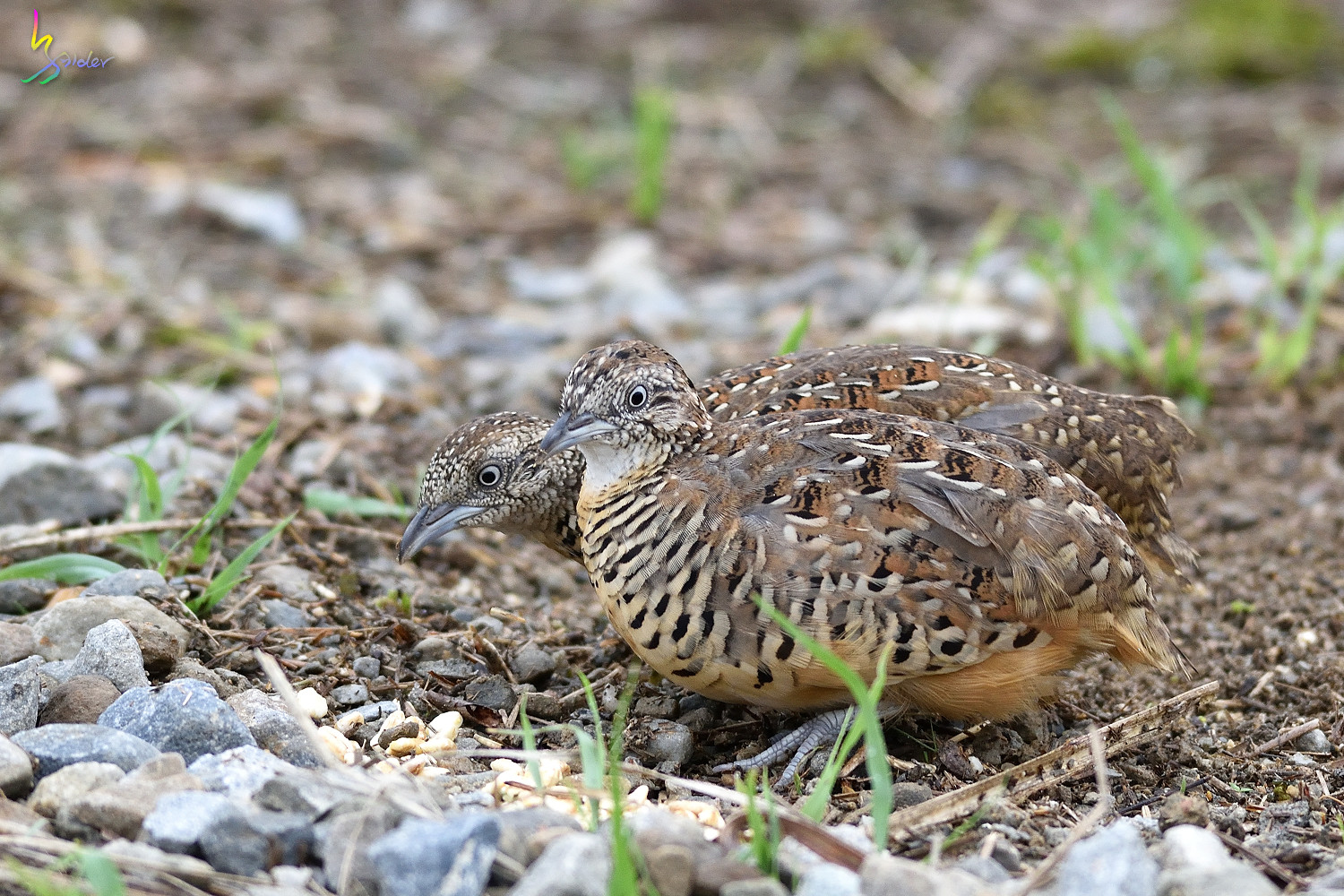 Barred_Buttonquail_3705