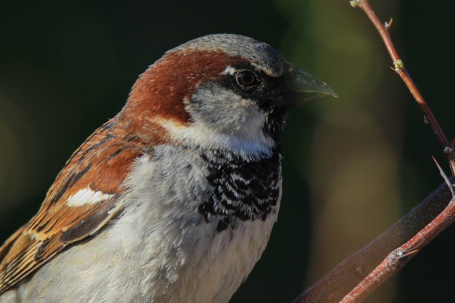 House Sparrow (male) 2