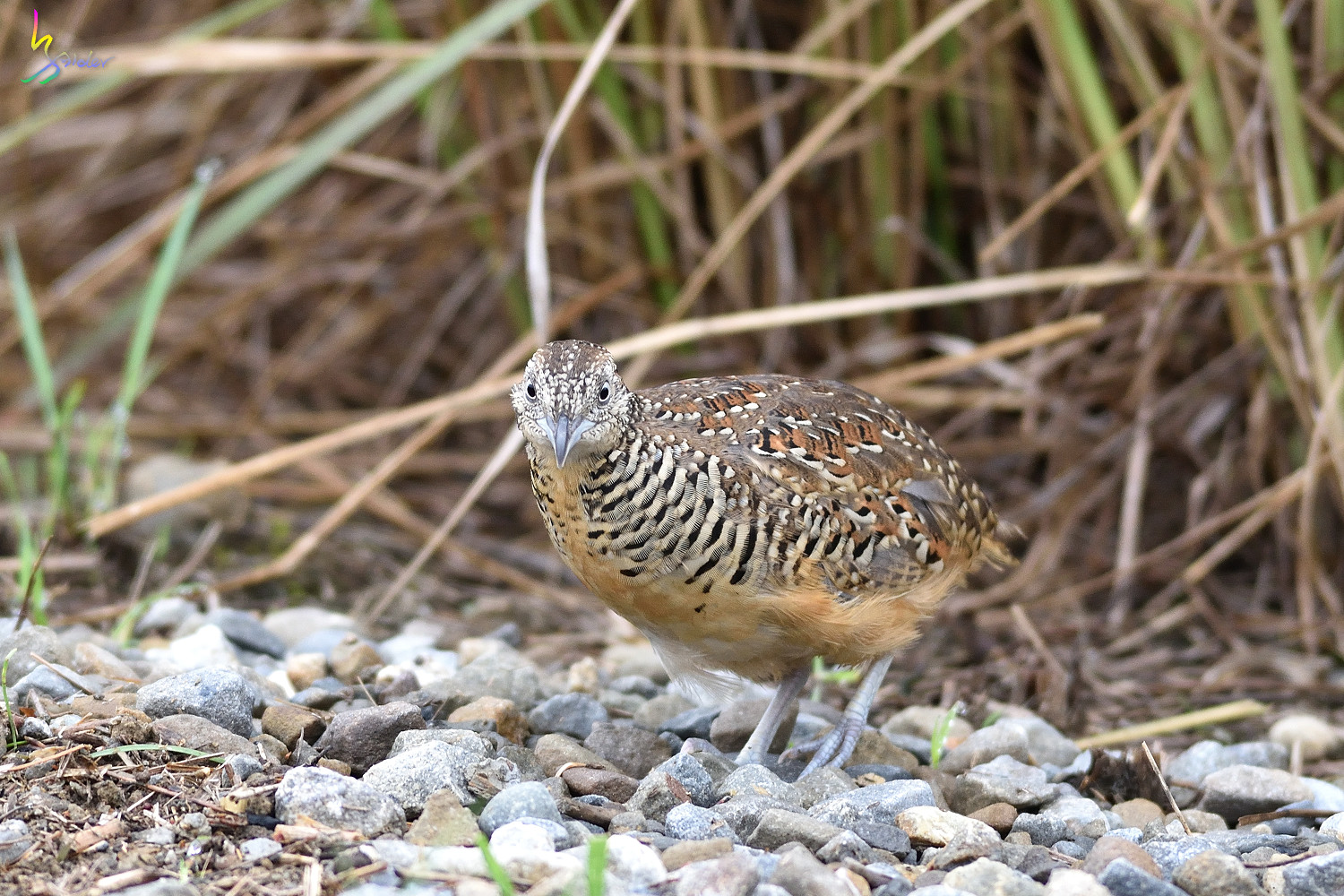 Barred_Buttonquail_3568