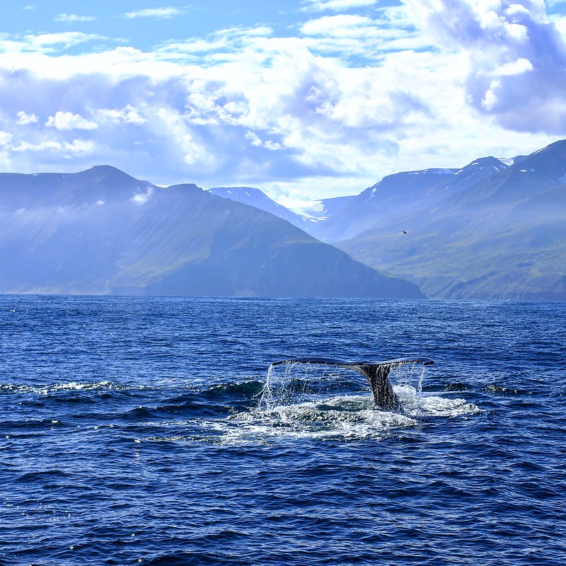 Husavik whale watching
