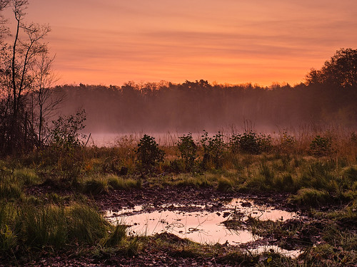sunrise mist lake steppenwolf33 swamp moor forest dawn müggelheim berlin köpenick