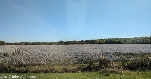 today tennessee cotton field