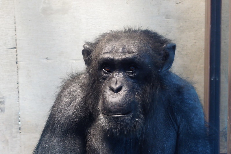 名古屋東山動物園実験場で寒さをしのぐチンパンジー