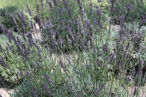 Lavender Pond Farm