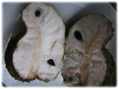Cut opened fruit of Annona muricata (Soursop, Prickly Custard Apple, Durian Belanda in Malay), exposing its indigestible black seeds, 22 Oct 2017