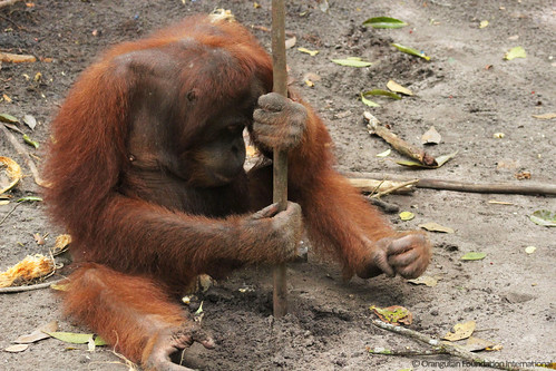 Orangutan of the Month Ariel Orangutan Foundation International