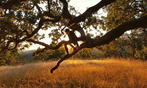oak sunset lagomorph