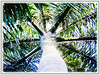 Roystonea regia (Cuban Royal Palm, Florida Royal Palm, Royal Palm )