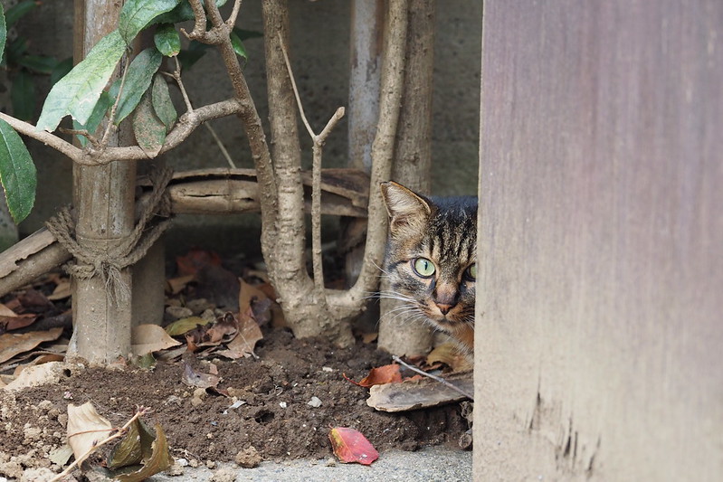 池袋一丁目児童遊園の猫キジ虎