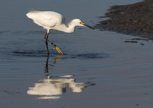 acebasin lowcountry sc birds egrets snowyegret wadingbirds water