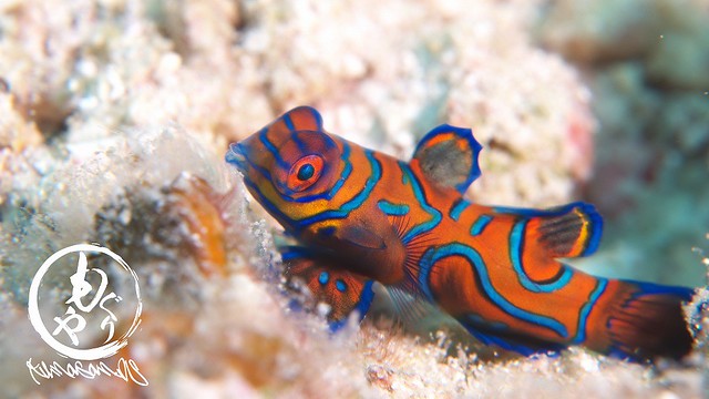 ニシキテグリ幼魚