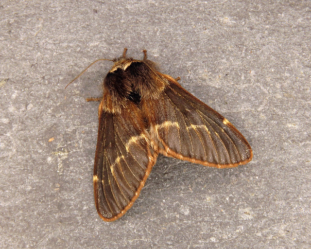 66.001 December Moth - Poecilocampa populi