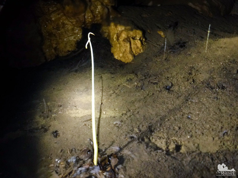 Strange plants growing in a cave