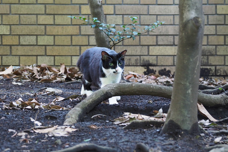 東池袋中央公園の猫。小春を見つけて近づく八割れ。