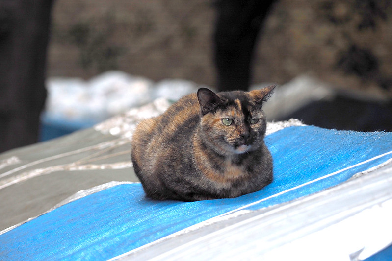 東池袋中央公園の猫。屋根の上の錆虎。