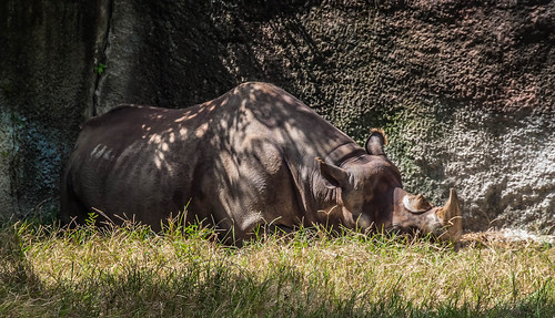 Sleeping Rhino